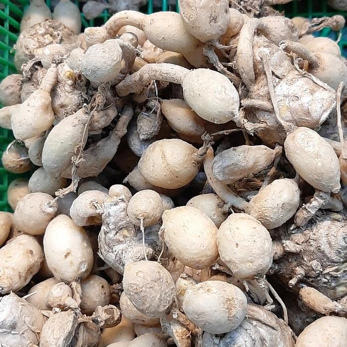 

Terlaris Kunyit Putih Buah / 250 Gram