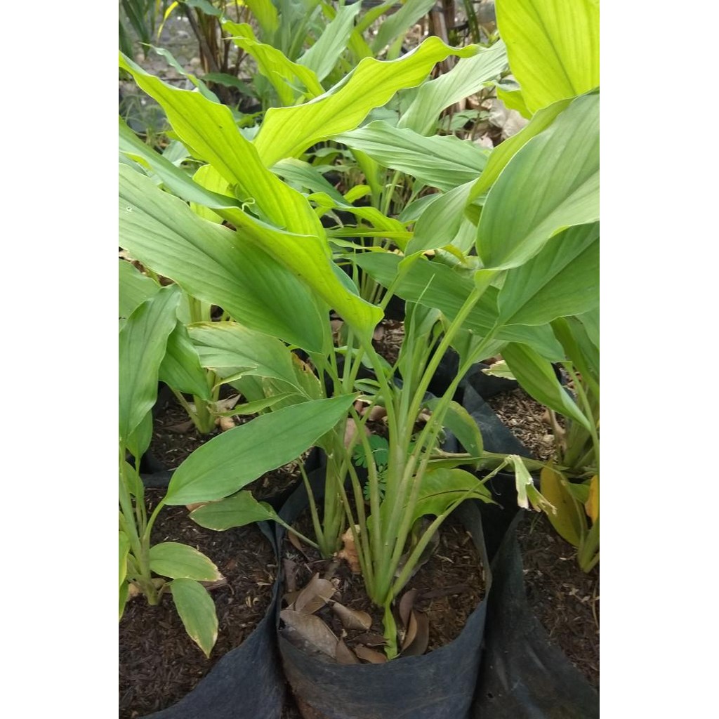 

Terlaris Tanaman Kunyit