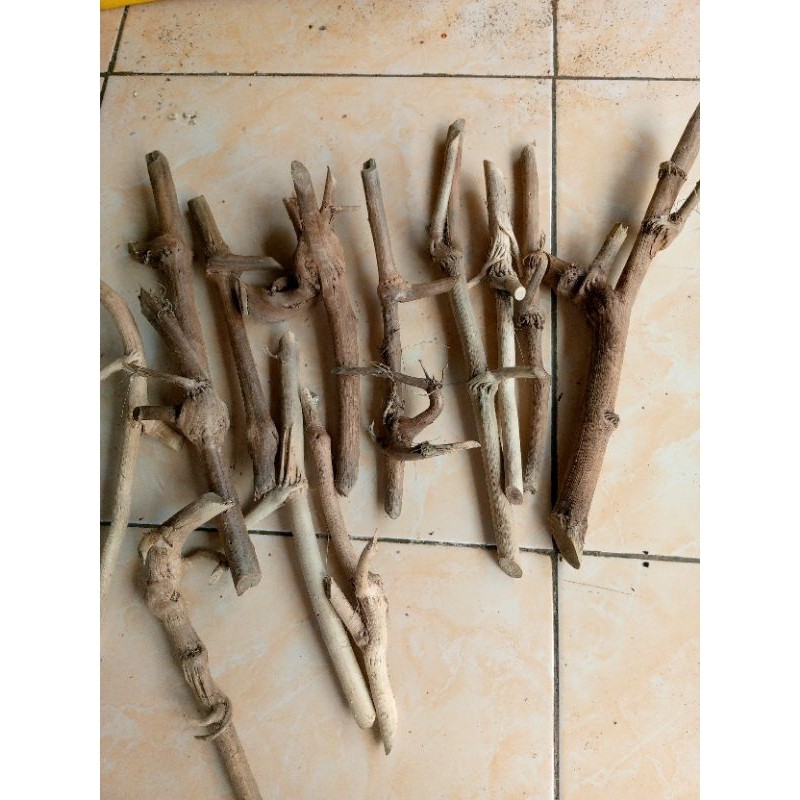 kayu tlogosari bahan Viva once