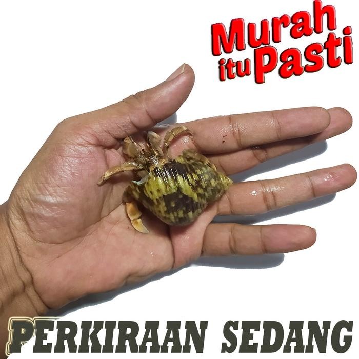 Kelomang umang Umang pompongan keong murah meriah promo