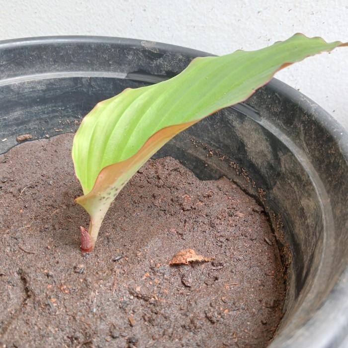 

Terlaris Bibit Tanaman Kunyit Hitam