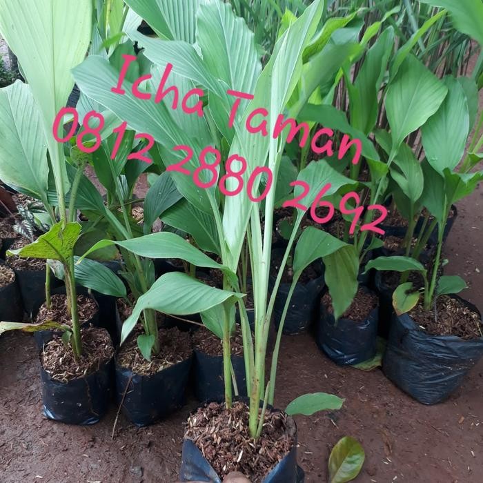 

Terlaris Pohon Kunyit - Tanaman Herbal Bibit Pohon Kunyit - Kunyit Tanaman Toga