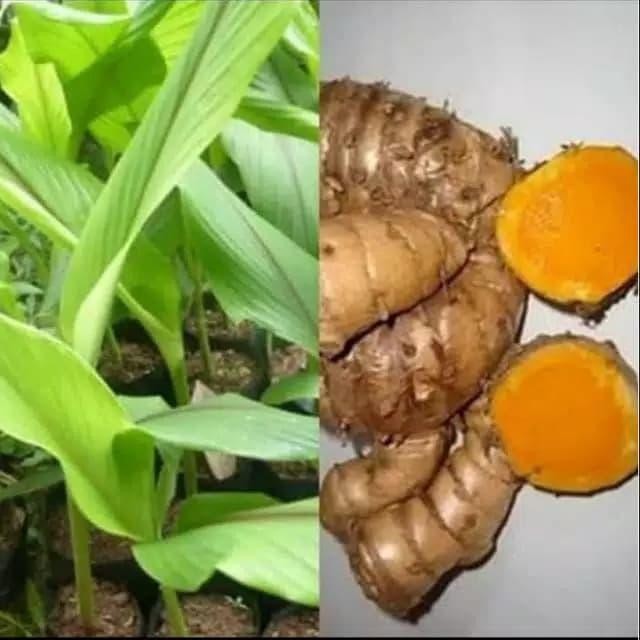 

Terlaris Tanaman Kunyit