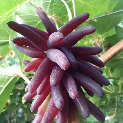 Bibit Anggur Import Halloween Seedless Hitam Lonjong