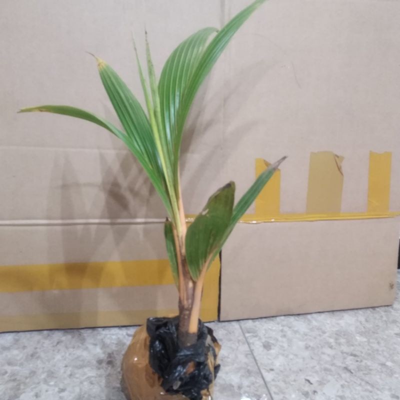 Bibit Kelapa Gading Orange