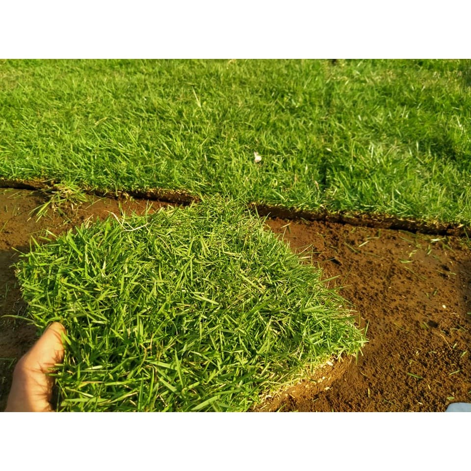 Tanaman Rumput Jepang (Zoysia Japonica)Per 1 Meter - Rumput Jepang Per 1 Meter Persegi - TitipBibit