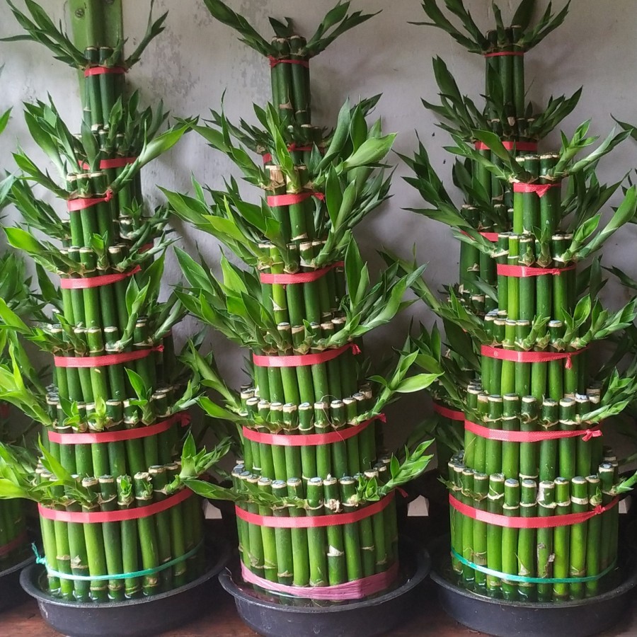 Tanaman Bambu Hoki 5 Tingkat 30 Cm