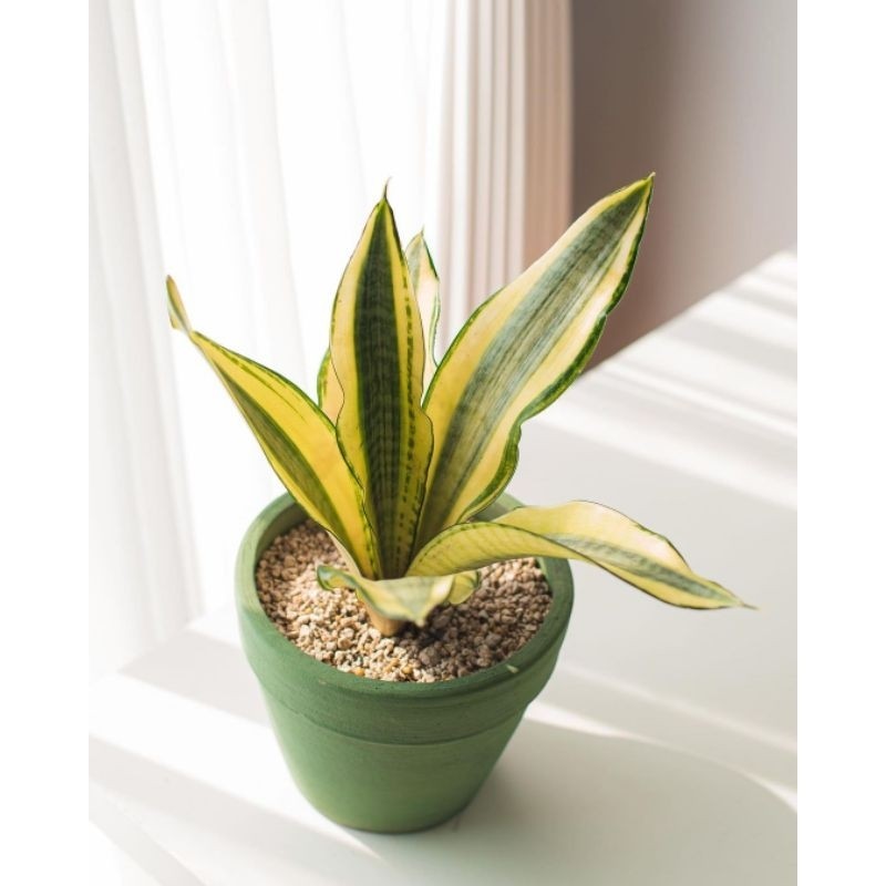 Sensivera gold flame lidah mertua gold flame