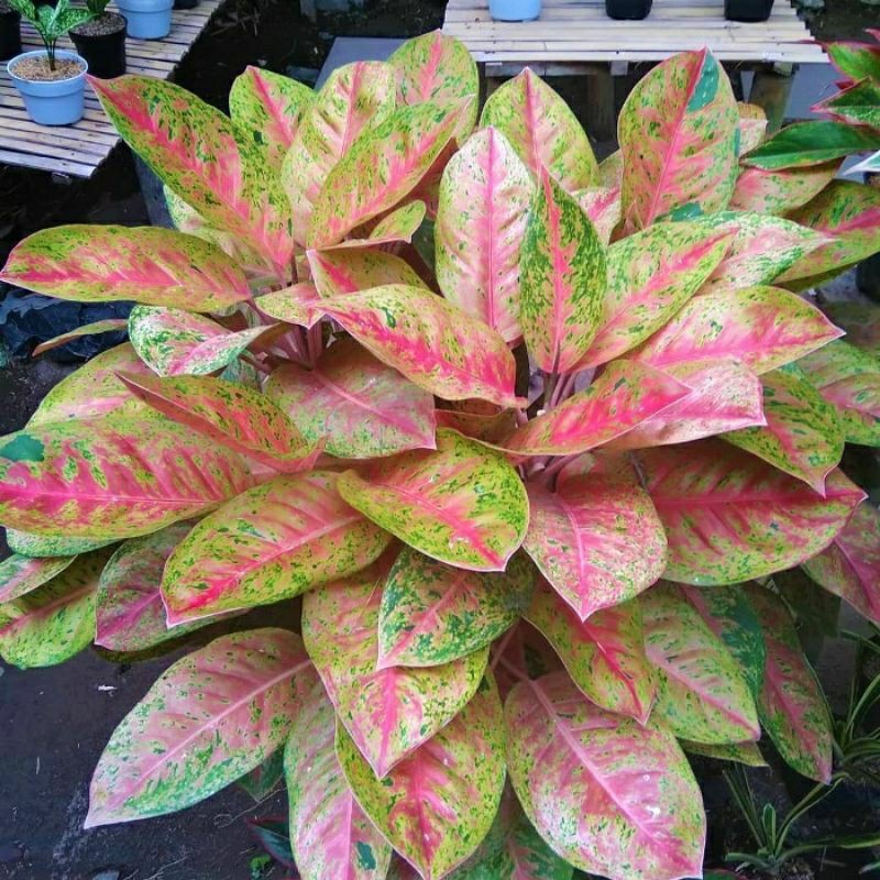 Aglonema Big Roy Super JUMBO (INDUK)