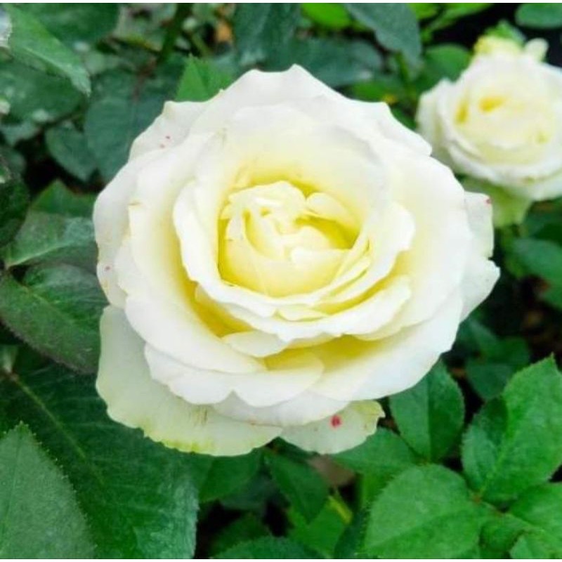 Mawar Holland Putih Kelopak Besar Dewasa Indukan