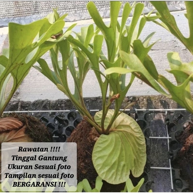 SESUAI FOTO Platycerium Ridleyi Rawatan Tanduk Rusa Kalimantan TINGGAL GANTUNG