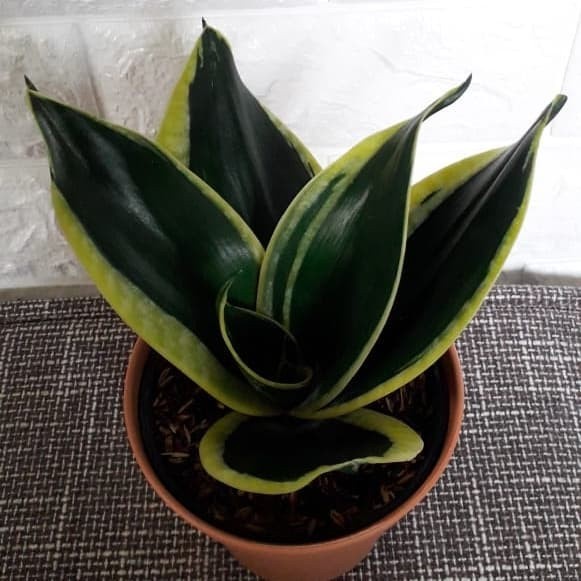 Sansivera pagoda/lidah mertua/sansivera