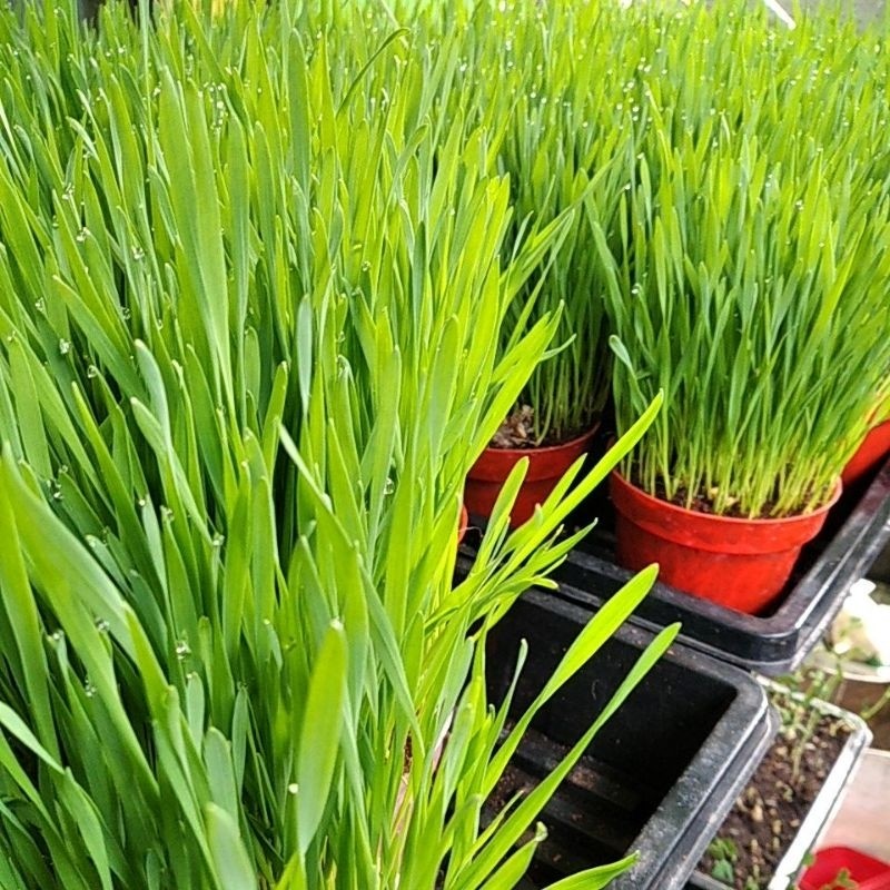 

Sensasi Lezat Rumput Gandum Organik Segar 50 Gram Fresh Cut Siap Olah Siap Makan Super Food