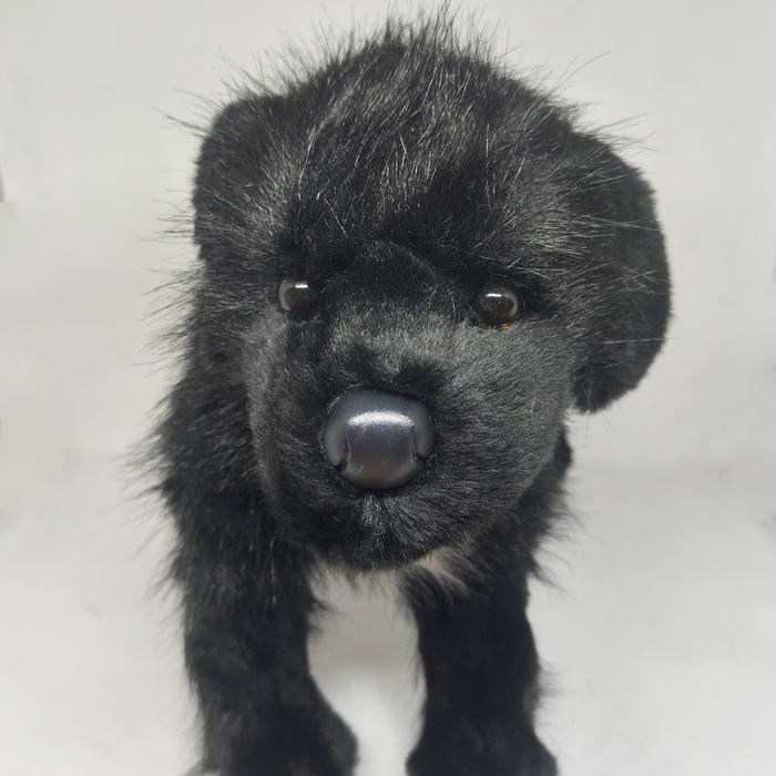 Boneka Anjing Brand Douglas