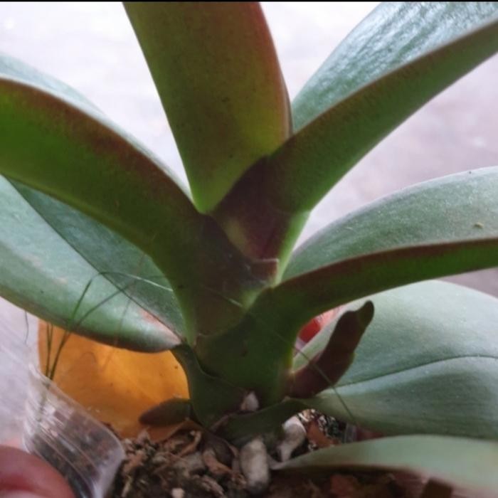 Gass. Anggrek Bulan Spike Siap Berbunga - Anggrek Bulan Spike/Knop - Anggrek