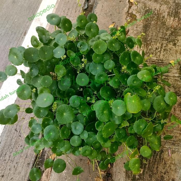 

bibit tanaman pegagan antanan / daun pegagan / tanaman air