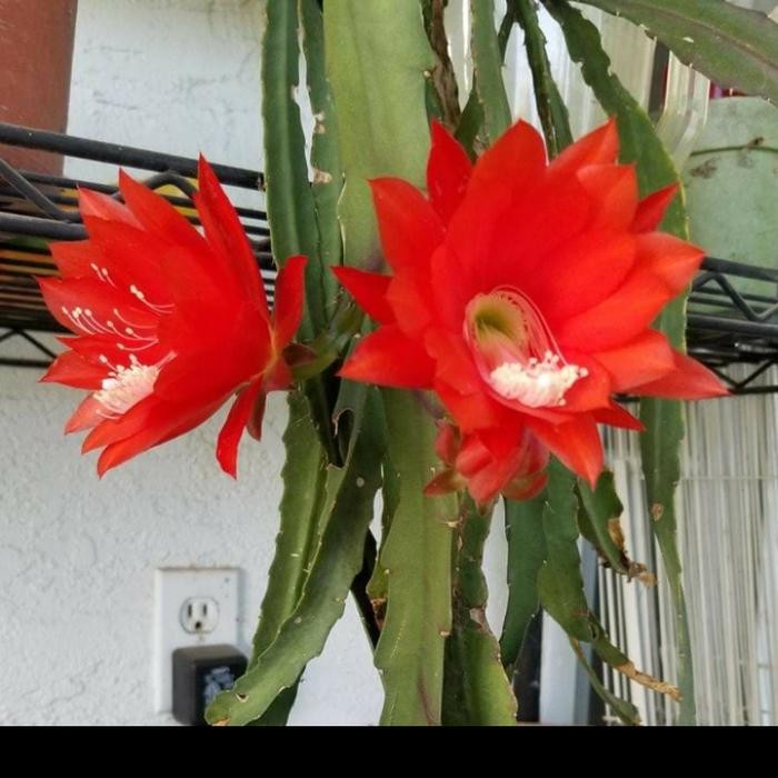 

Bibit Tanaman Hias Wijaya Kusuma Bunga Merah