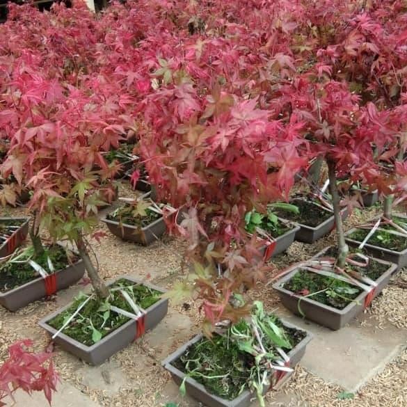 

Bibit Tanaman Maple Merah Taiwan, Pohon Shantung Maple