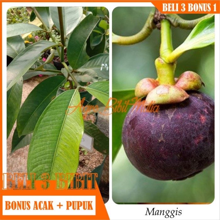 

Bibit Tanaman buah Manggis Super