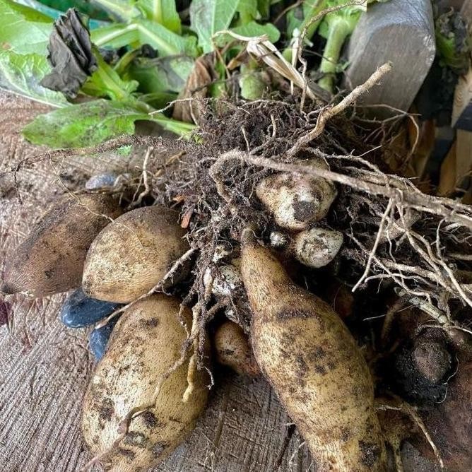 

OBRAL Bibit tanaman umbi manis yacon yacn yakon Smallanthus sonchifolius