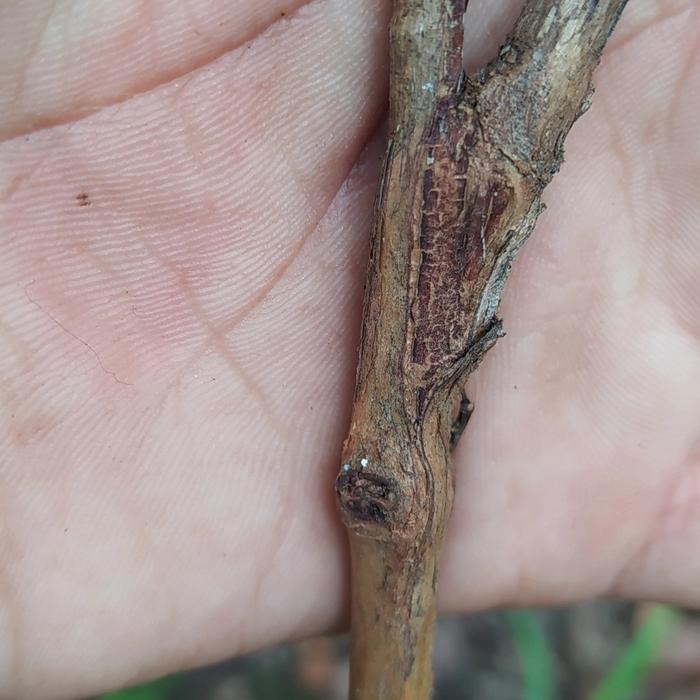 

bibit tanaman jambu kristal merah okulasi cepat berbuah