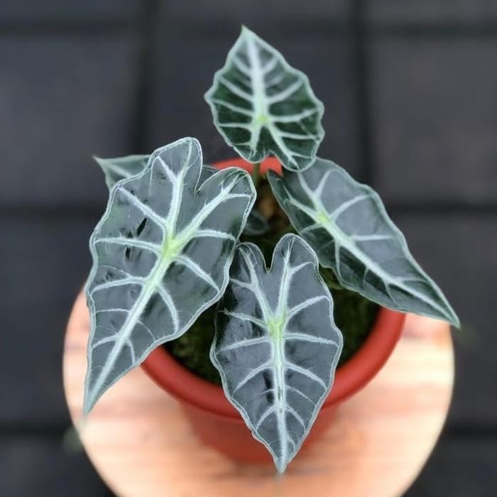

tanaman hias alocasia parasol // bibit keladi parasol