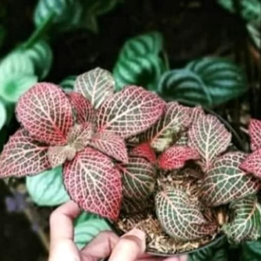 

Tanaman Hias Gantung Epicia Merah/Bibit Epicia Red