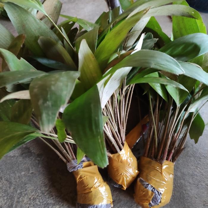 

Bibit Salak Pondoh 10 Tanaman