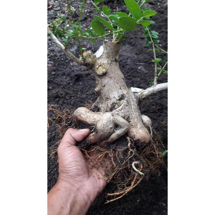 BONGGOL POHON SANCANG BESAR BAHAN BONSAI