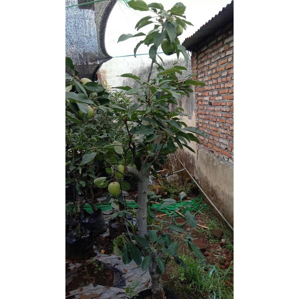pohon apel fuji berbuah / bibit apel fuji