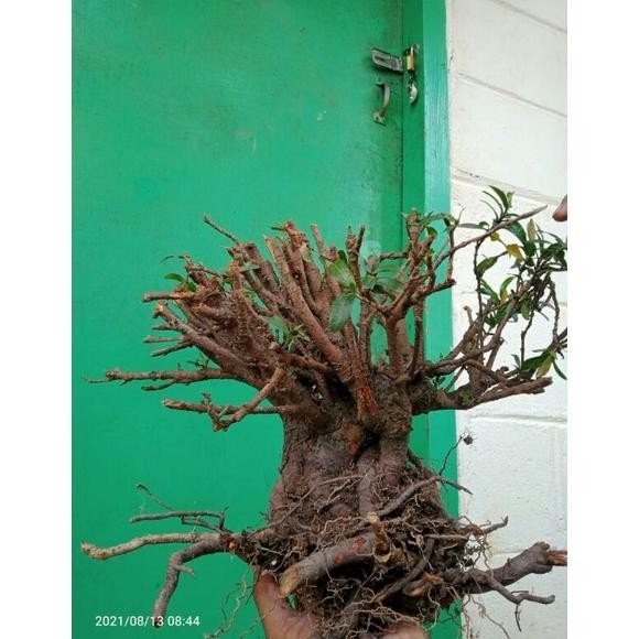 bahan bonsai atau bonggol asoka mikro super bunga merah