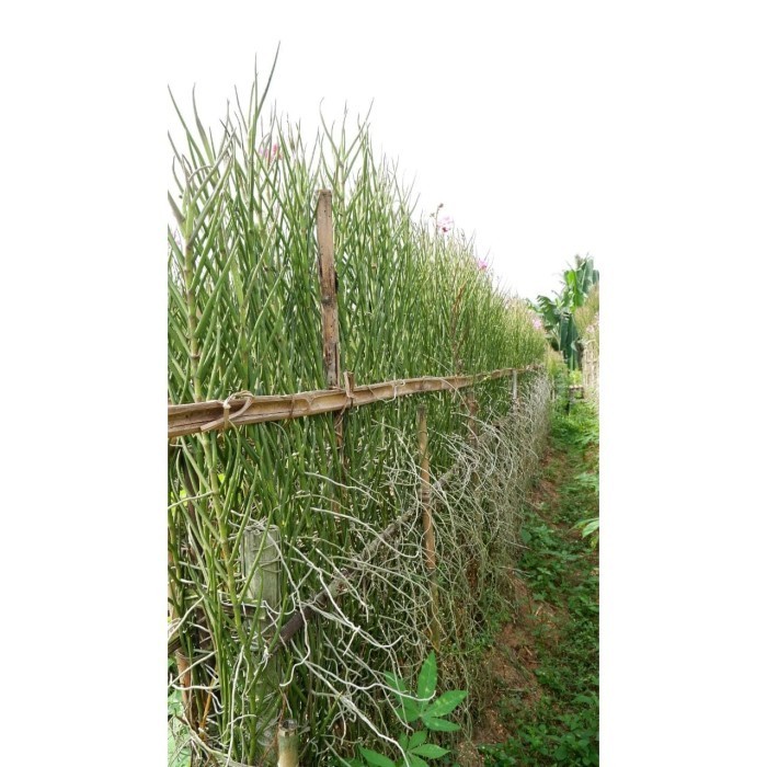 (Allthebest) Anggrek Vanda Douglas Dewasa