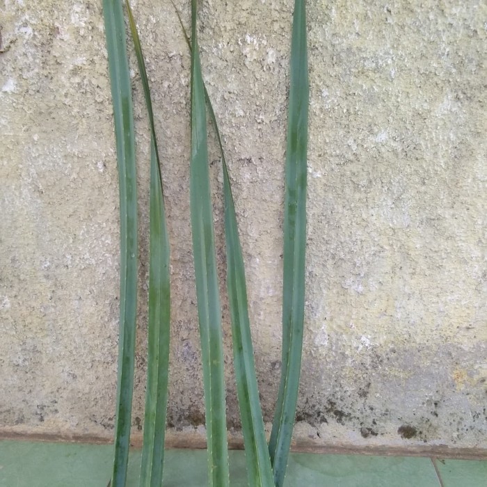 (Allthebest) Daun pandan duri/pandan tikar.
