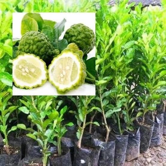 ASLI bibit buah jeruk purut taan jeruk daun purut READY STOCK