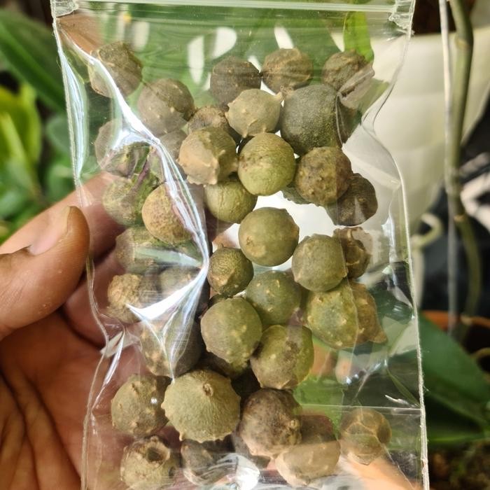 

TERMURAHH!! Buah Manjakani Hijau 100gr Kualitas Bagus