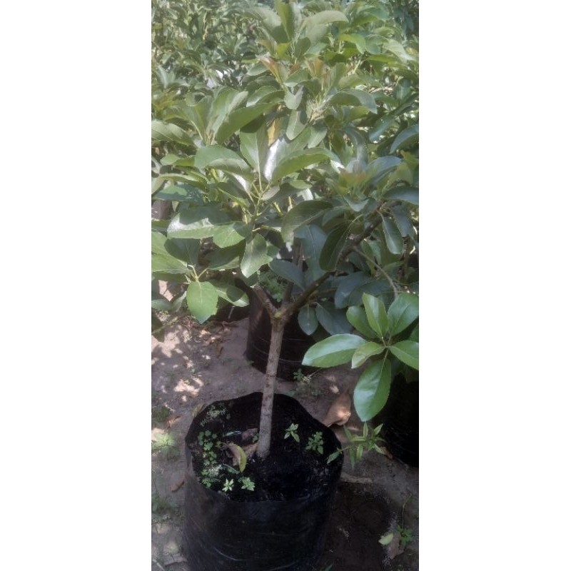 Bibit Alpukat Kelud Okulasi Batang Besar