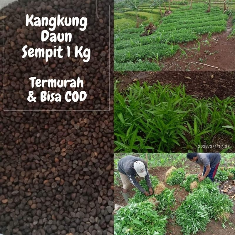 1Kg Benih Kangkung Daun Sempit