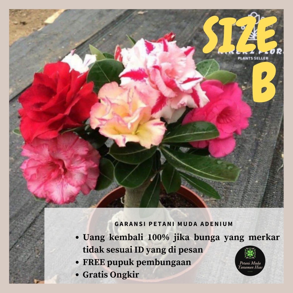 Tanaman Hias Adenium Bunga Tumpuk Hasil Grafting Ukuran Size B Bonggol Besar Entres Panjang