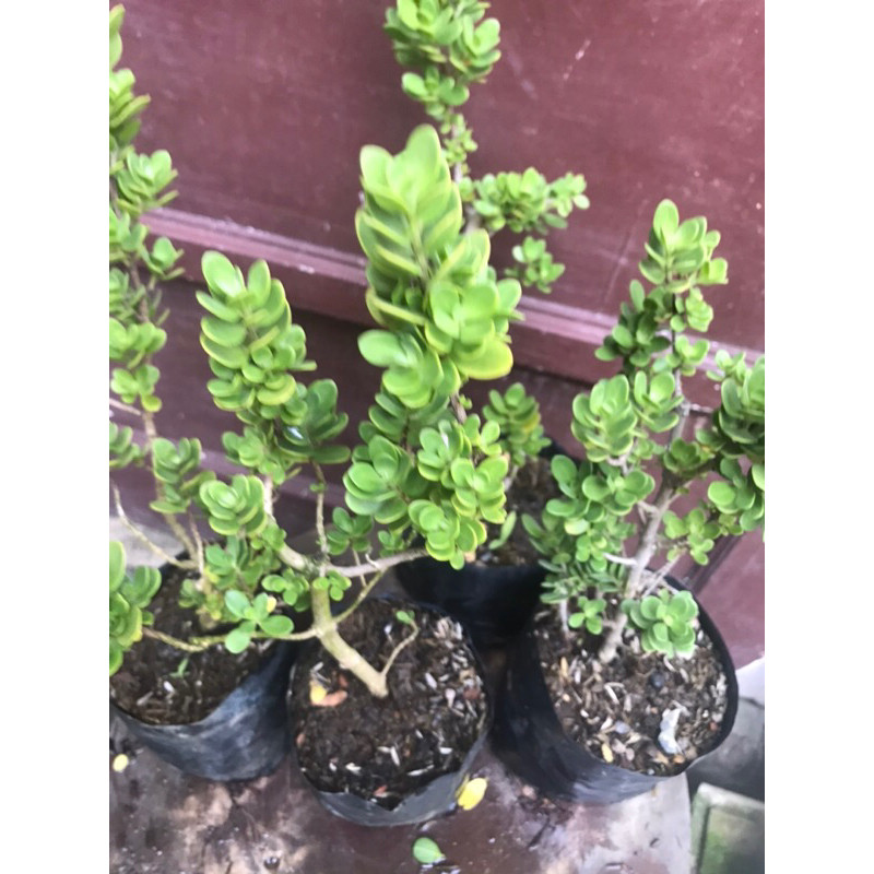 Pinan Shop Santigi Mawar Daun Bulat