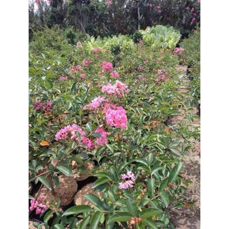 Pinan Shop Tanaman Bibit Bunga Sakura Jepang Sudah Berbunga