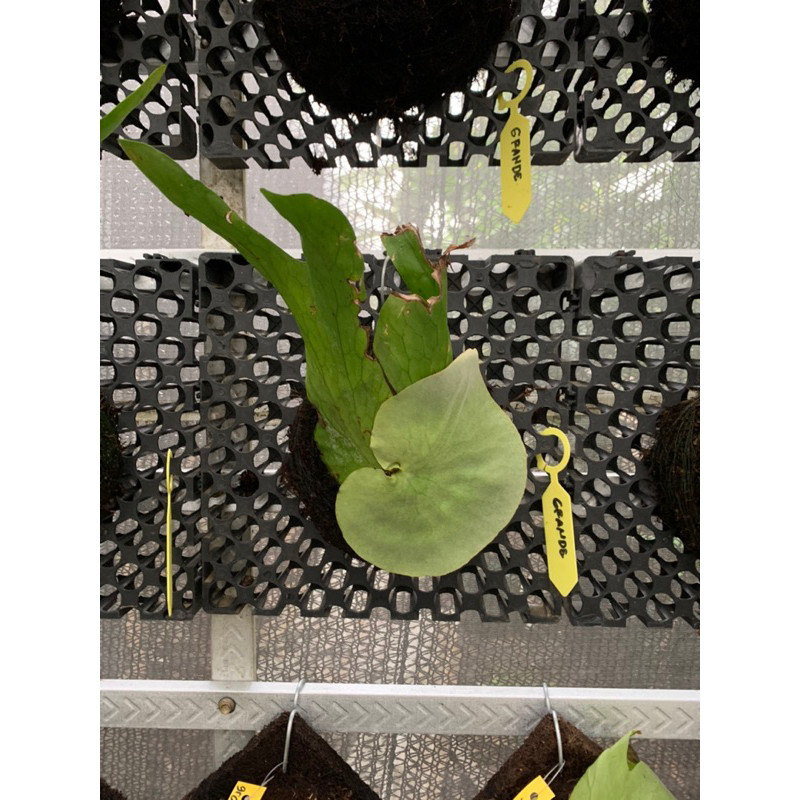 Pinan Shop Platycerium Atau Simbar Menjangan Grande Sulawesi, Beserta Papan Tinggal Gantung Saja