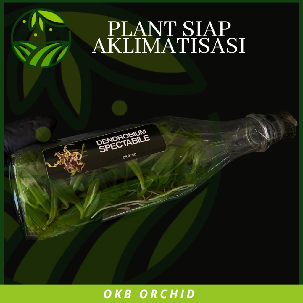 Pinan Shop Bibit Anggrek Botol Dendrobium Spectabile Rare Item Tanaman Bunga