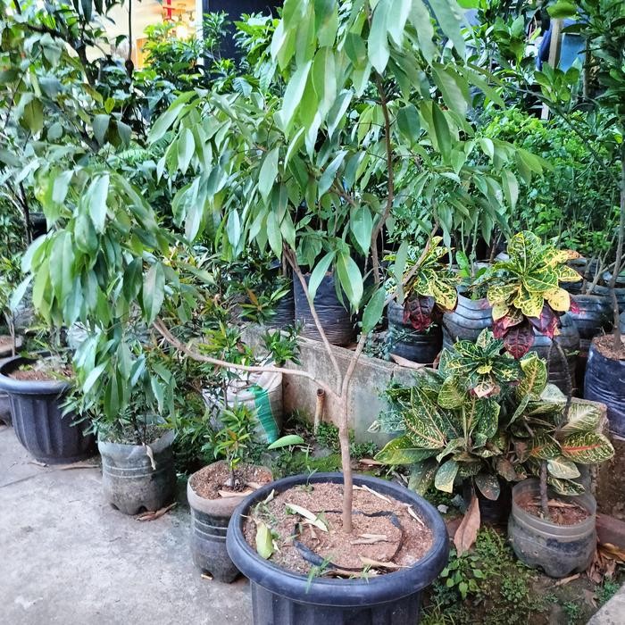 Bibit Buah Leci Pohon Leci Tanaman Leci Hasil Cangkok