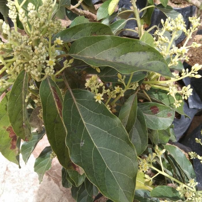 ORIGINAL Bibit taan buah alpukat miki sudah berbunga READY STOCK