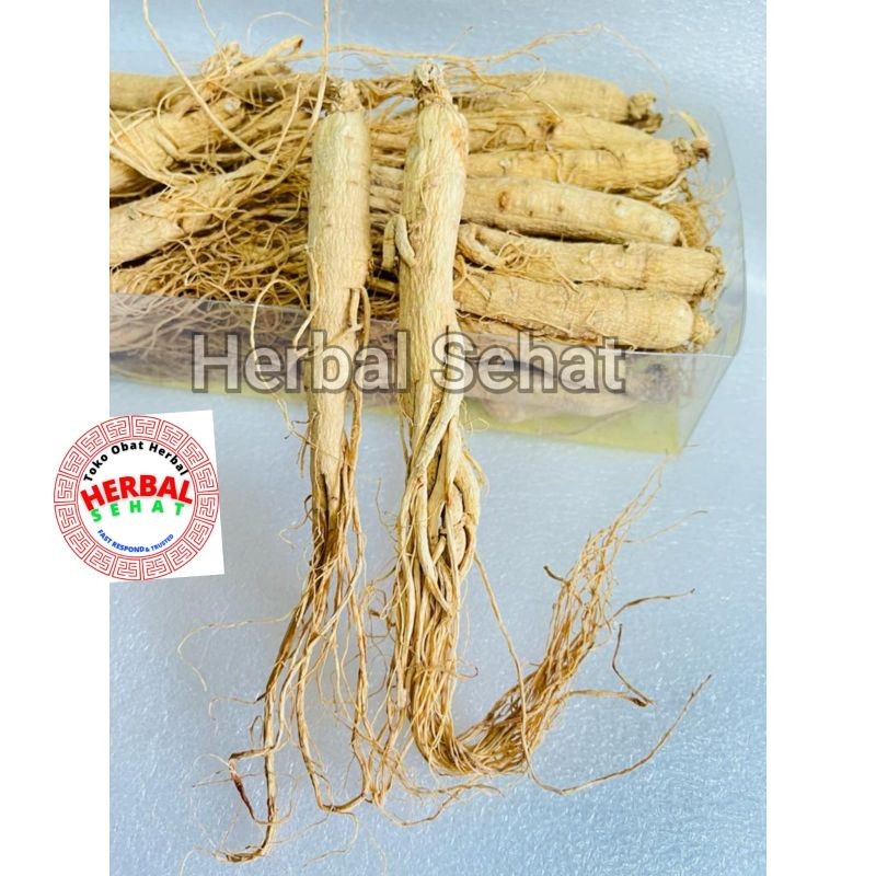 

Akar Ginseng Utuh China Ren Shen Cina 1 Batang 10 Gram PREMIUM