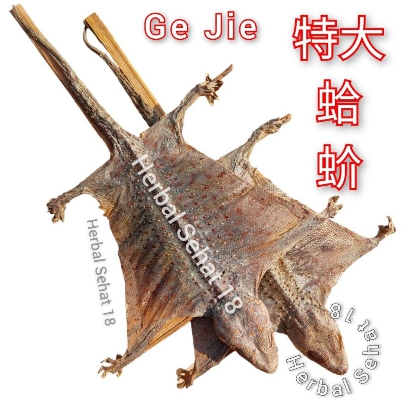 

Sepasang (2ekor) Ge Jie / Kap Kai / GEKHO Gecko Toad Headed Lizard Tokek Ukuran Super PREMIUM