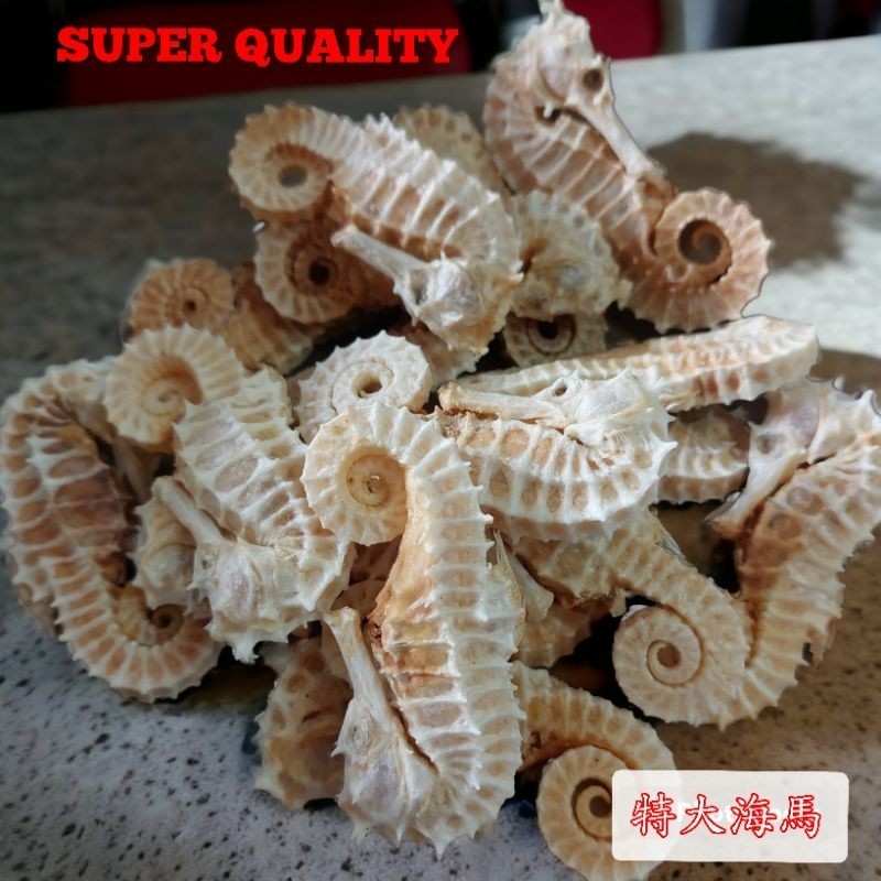 

[1 ekor] SUPER Kud4 Laut Putih / Kuda / Laut Per Ekor ukuran SUPER PREMIUM