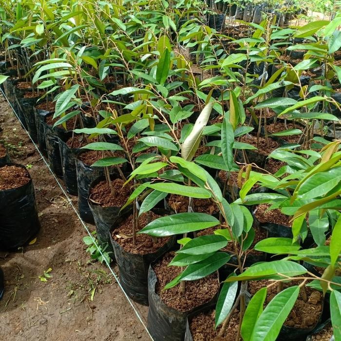 Terlaris- Bibit Durian Bawor Asli Okulasi Kaki 3