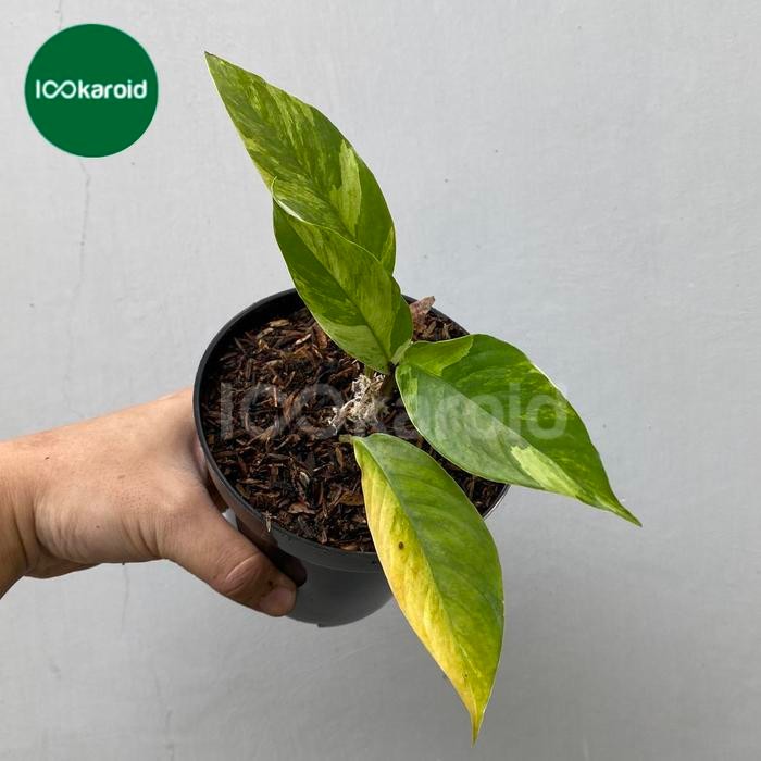 Tanaman Hias Rhaphidophora Foraminifera Variegata / Varigata Kode 136