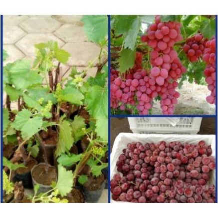 bibit buah anggur merah hasil stek - pohon anggur merah Kode 731